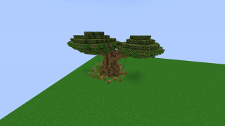 Bonsai Tree 