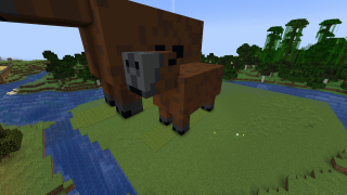 Small Capybara