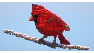 Red Cardinal