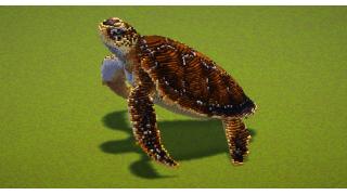 Sea Turtle