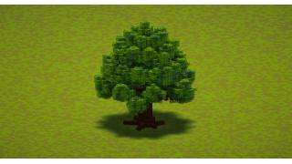 Small Pine Tree