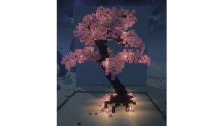 Cheerry blossom Tree