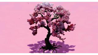 Cherry Blossom Tree