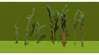Bamboo Plants Asset