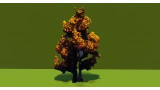 Birch Tree