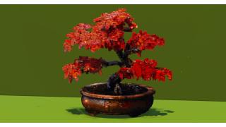 Red Bonsai Tree