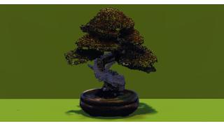 Bonsai Tree