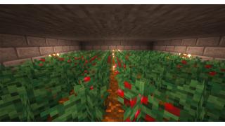 Sweet Berry Farm