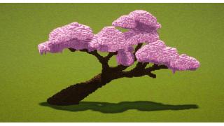 Cherry Tree Branch