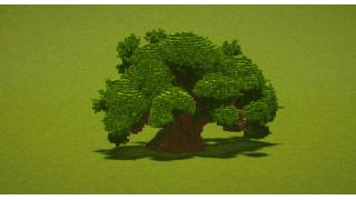 Large Oak Tree