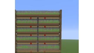 sugarcane farm