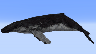 Humpback Whale