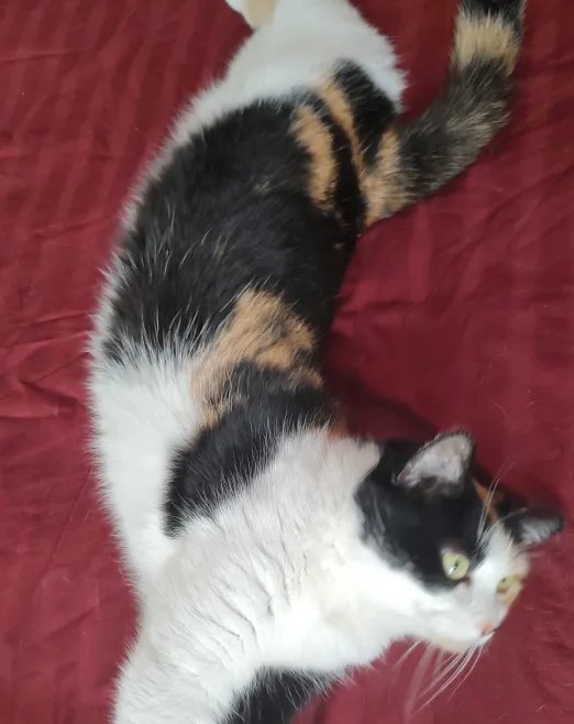 Kitty – key image