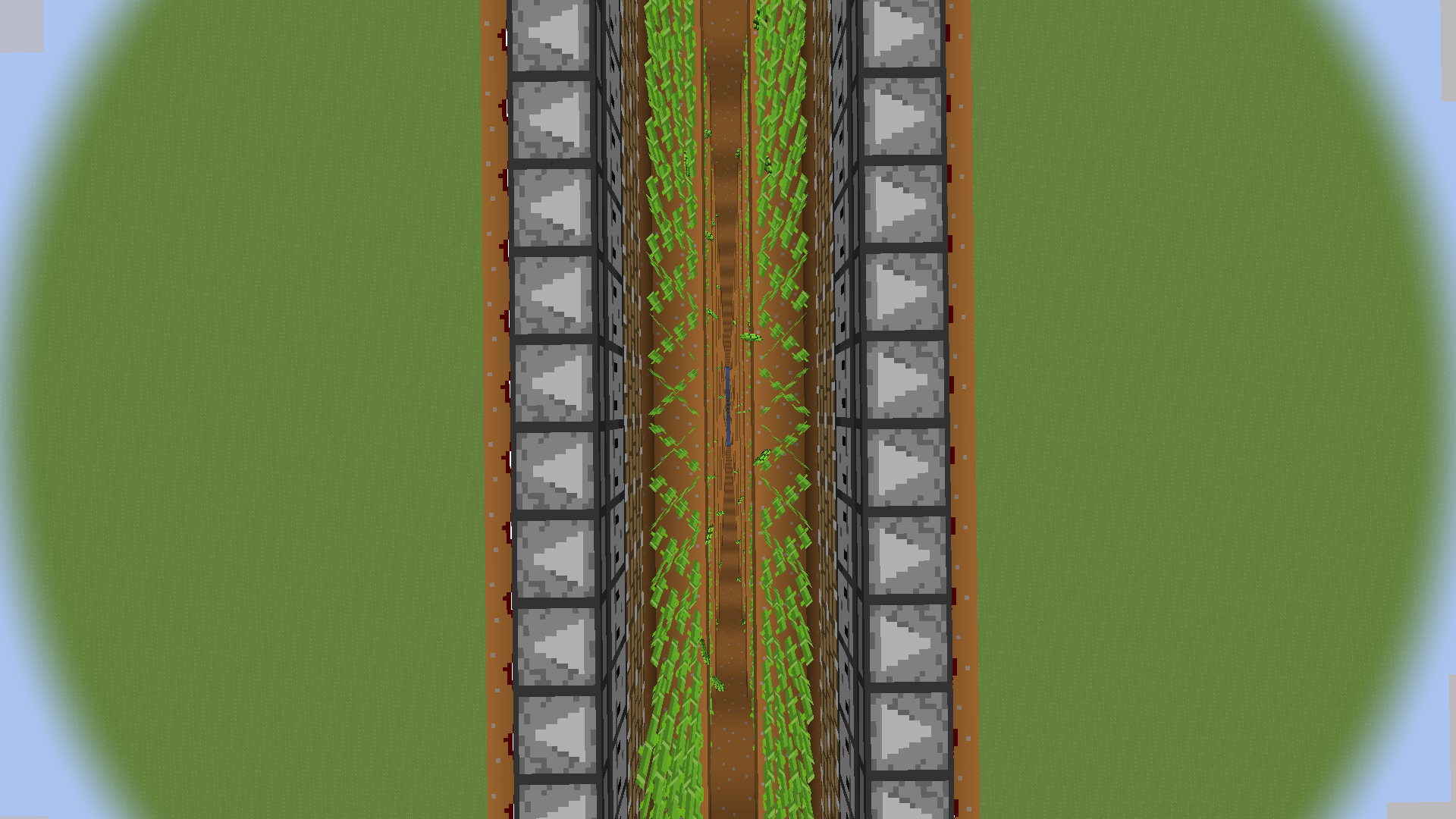 Sugar Cane :3 – additional image